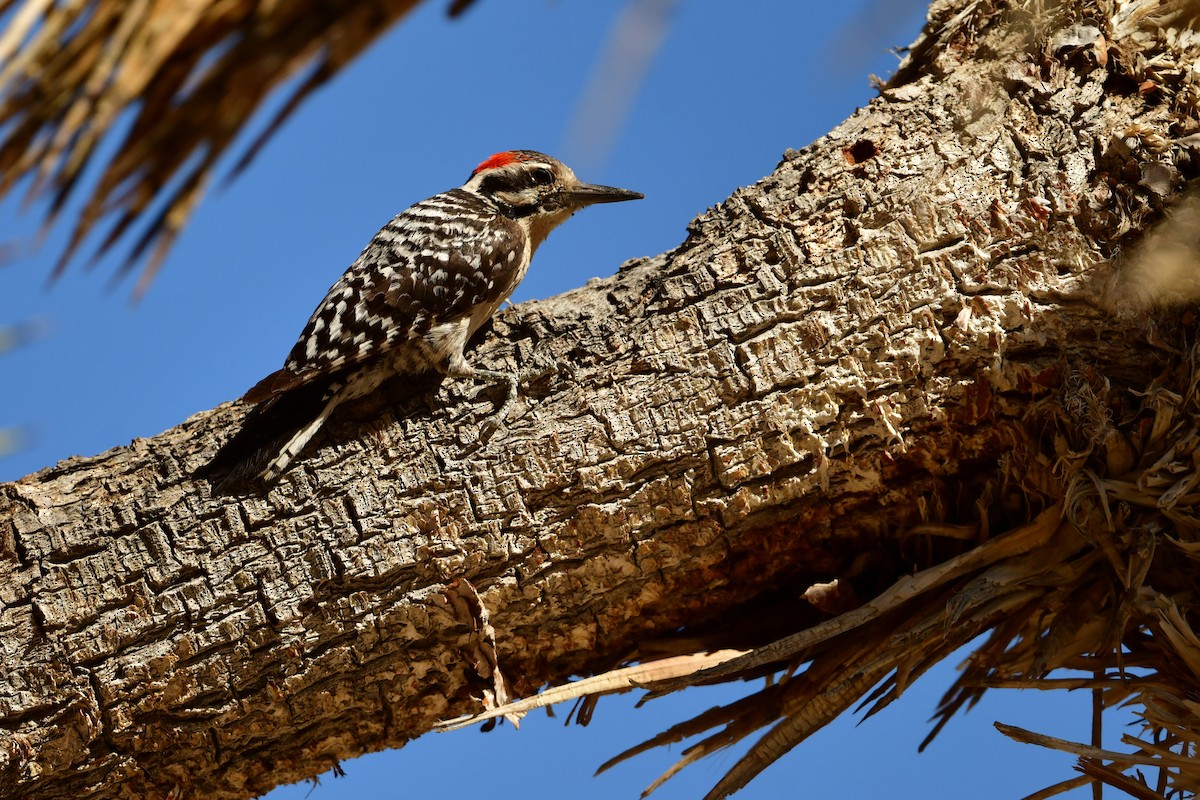Ladder-backed Woodpecker - ML637761024