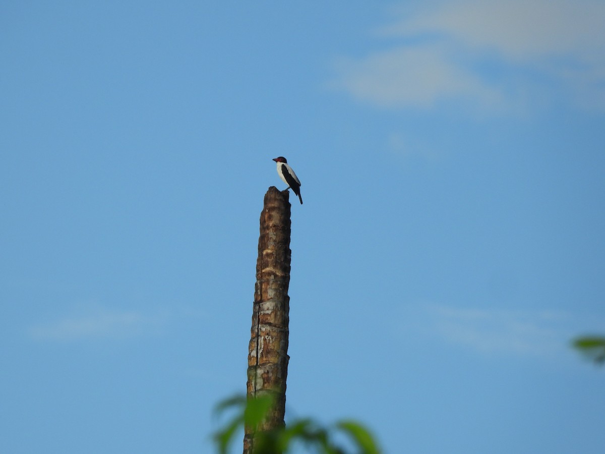 Black-tailed Tityra - ML637761062