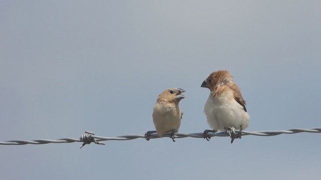 African Silverbill - ML637761114
