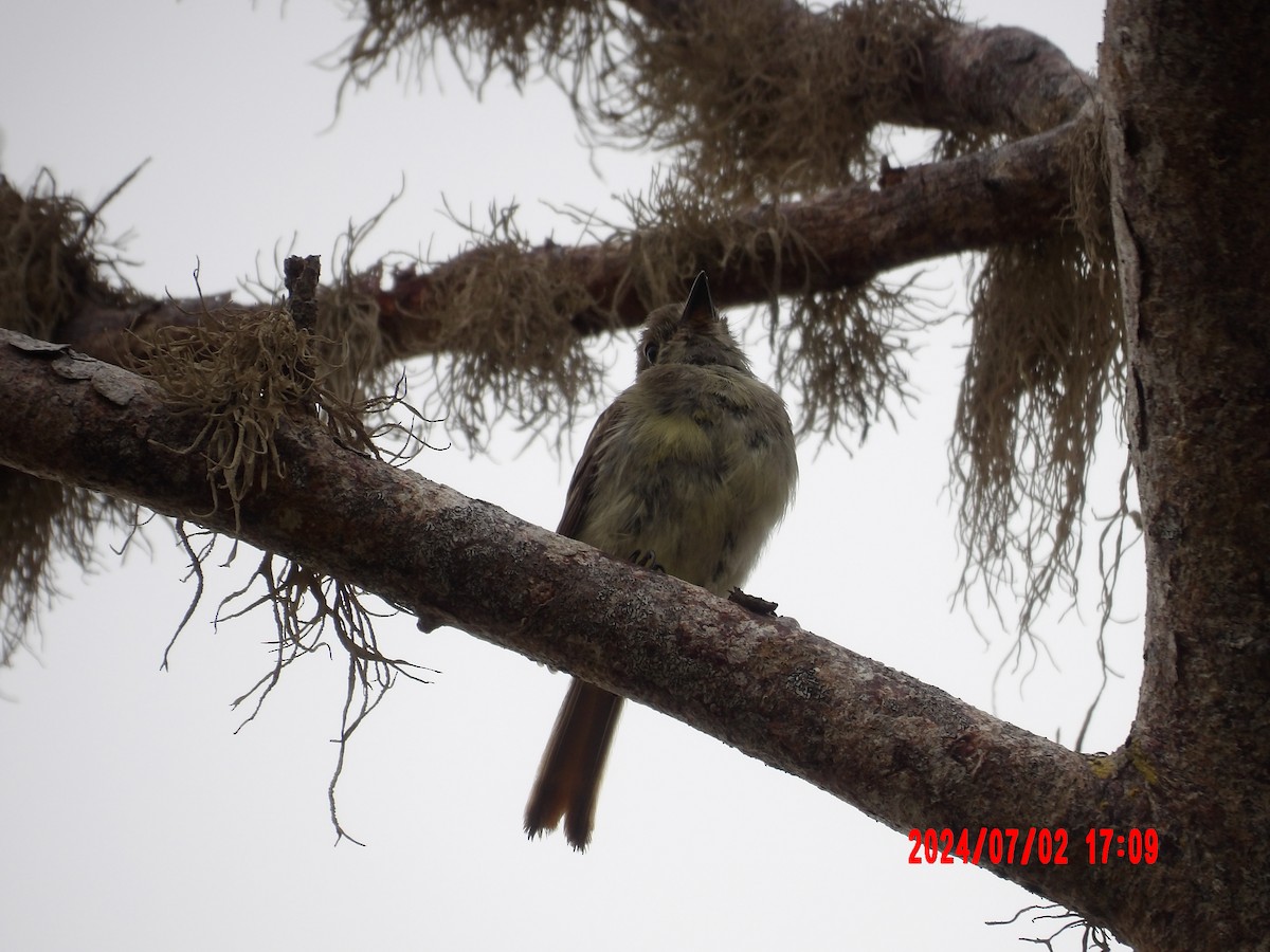 Galapagos Flycatcher - ML637761130