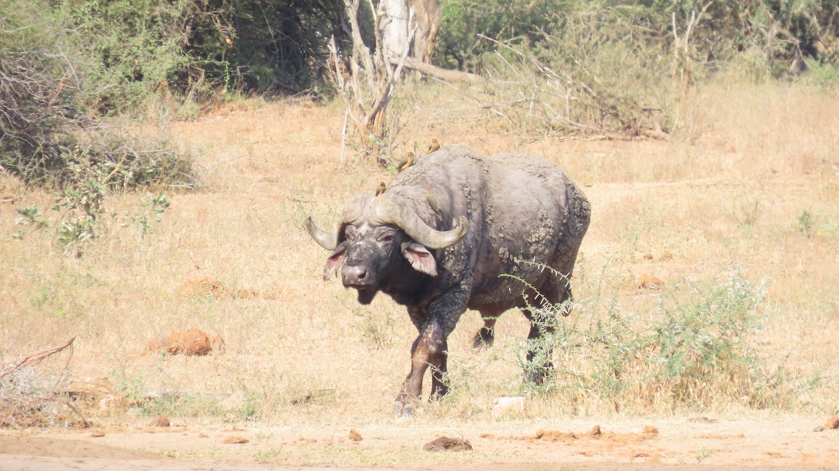 Yellow-billed Oxpecker - ML637761151
