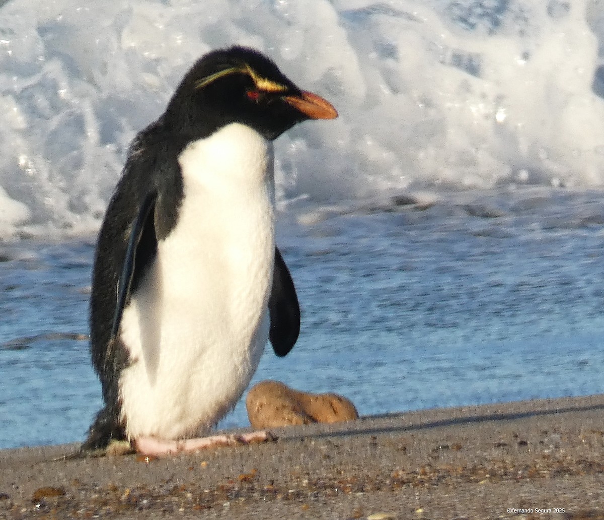 Western Rockhopper Penguin - ML637761177