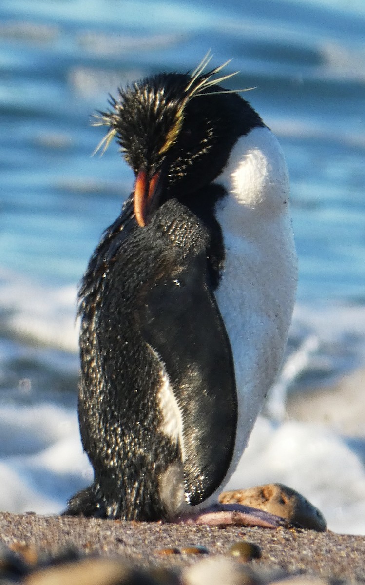Western Rockhopper Penguin - ML637761179