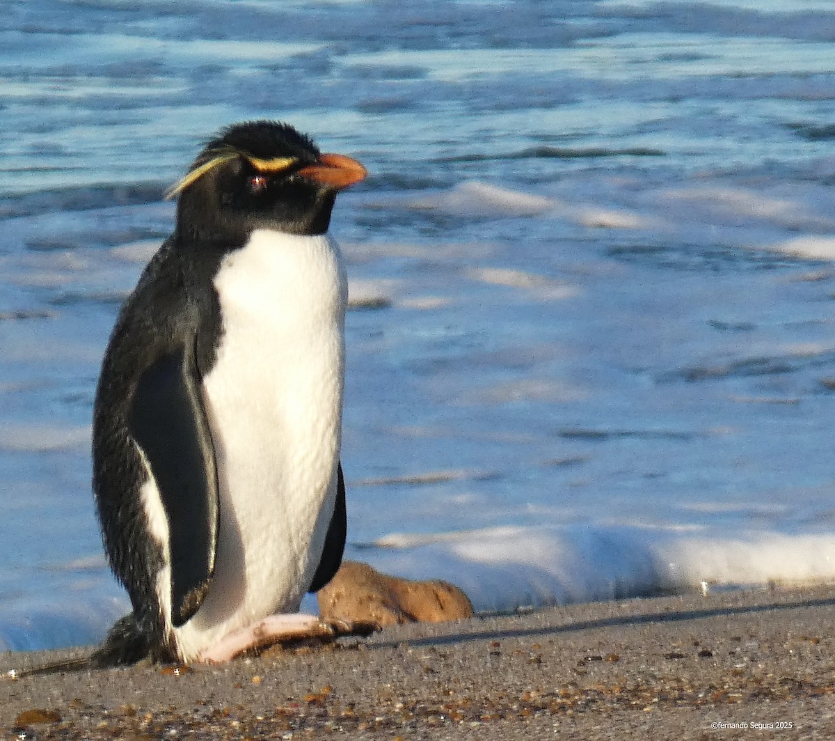 Western Rockhopper Penguin - ML637761182
