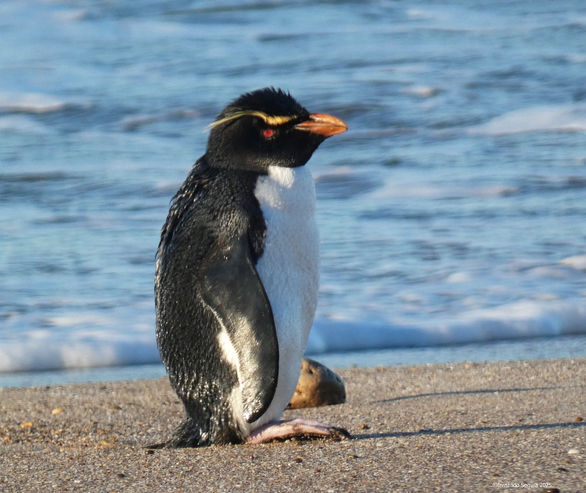 Western Rockhopper Penguin - ML637761184