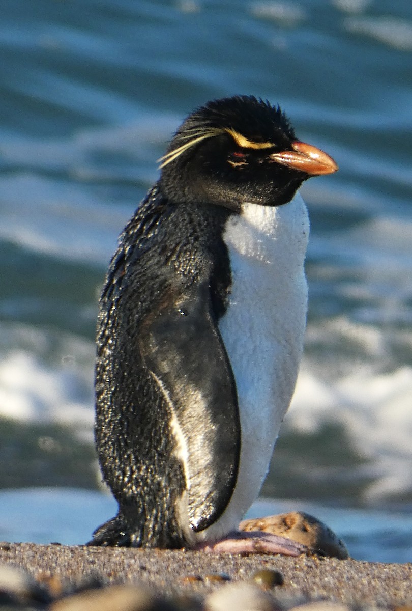 Western Rockhopper Penguin - ML637761185