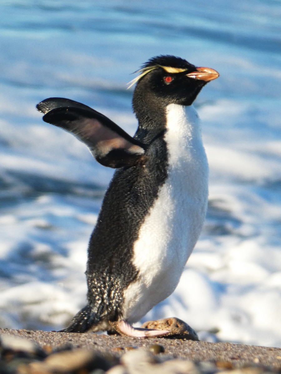 Western Rockhopper Penguin - ML637761187
