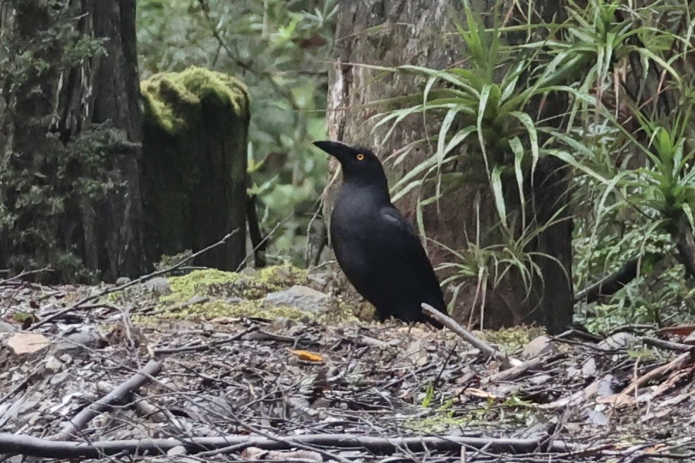 Black Currawong - ML637761192