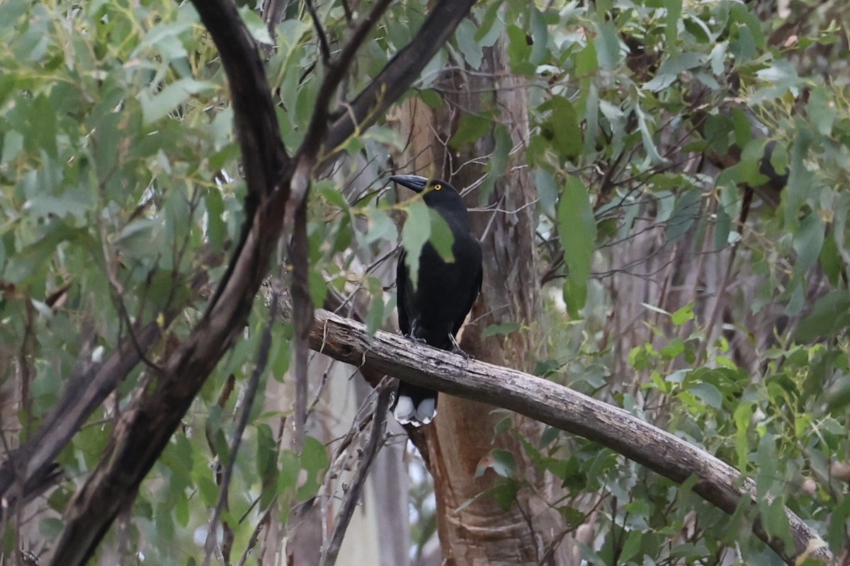 Black Currawong - ML637761193