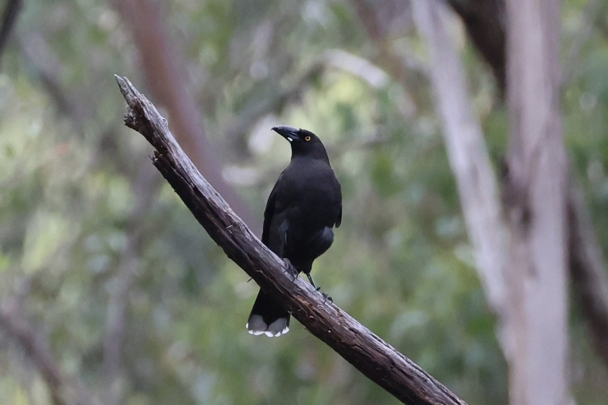 Black Currawong - ML637761194