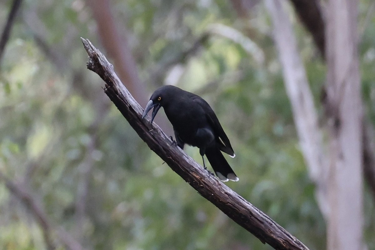 Black Currawong - ML637761195
