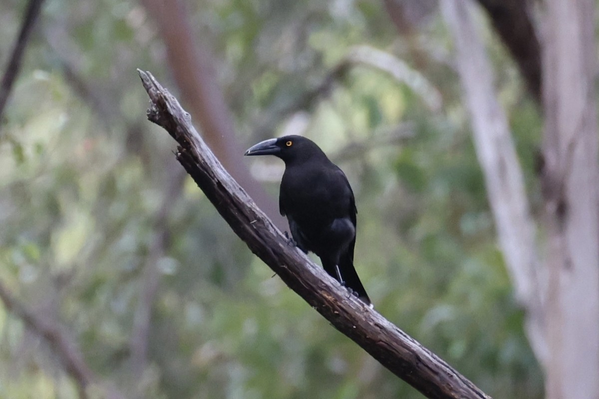 Black Currawong - ML637761196