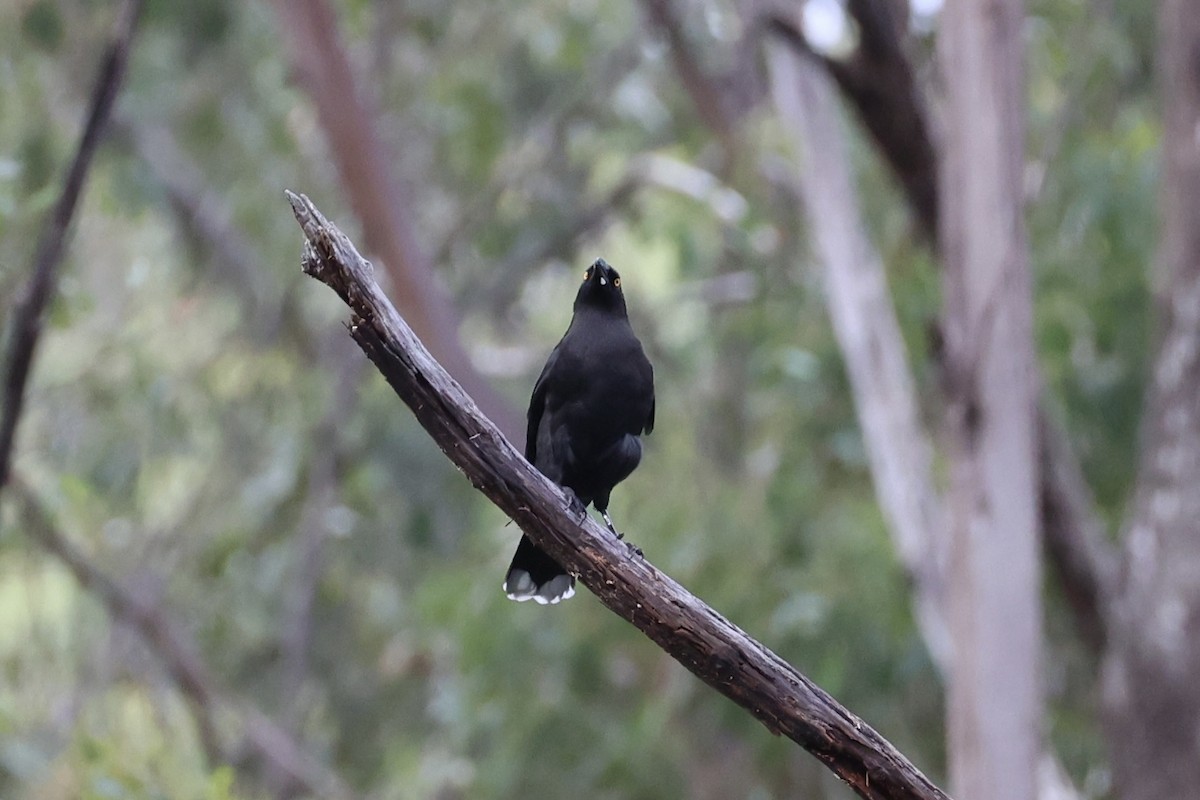 Black Currawong - ML637761197