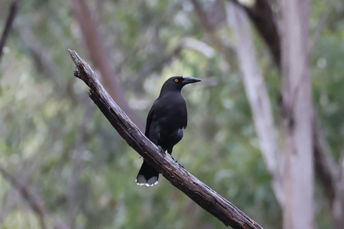Black Currawong - ML637761198