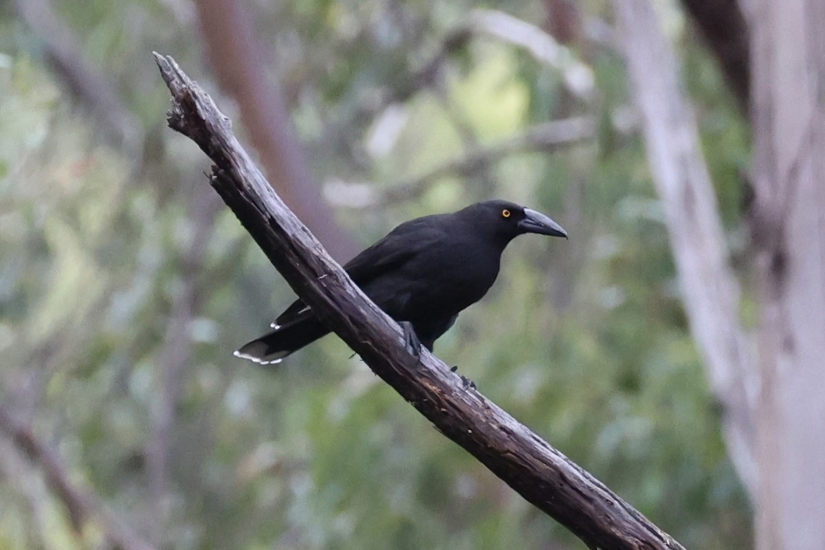 Black Currawong - ML637761199