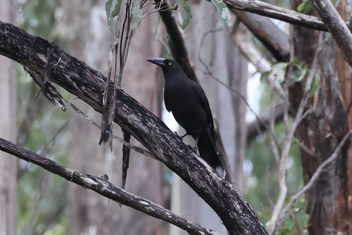 Black Currawong - ML637761201