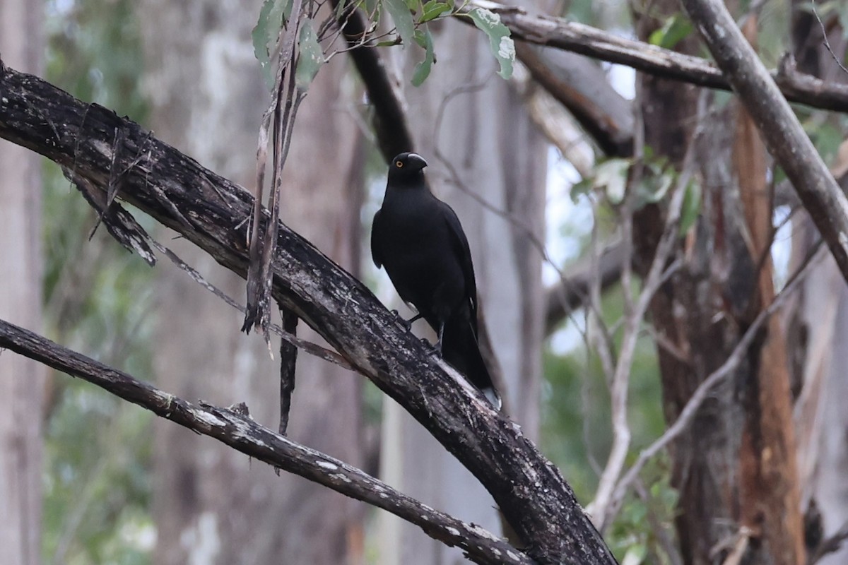 Black Currawong - ML637761202