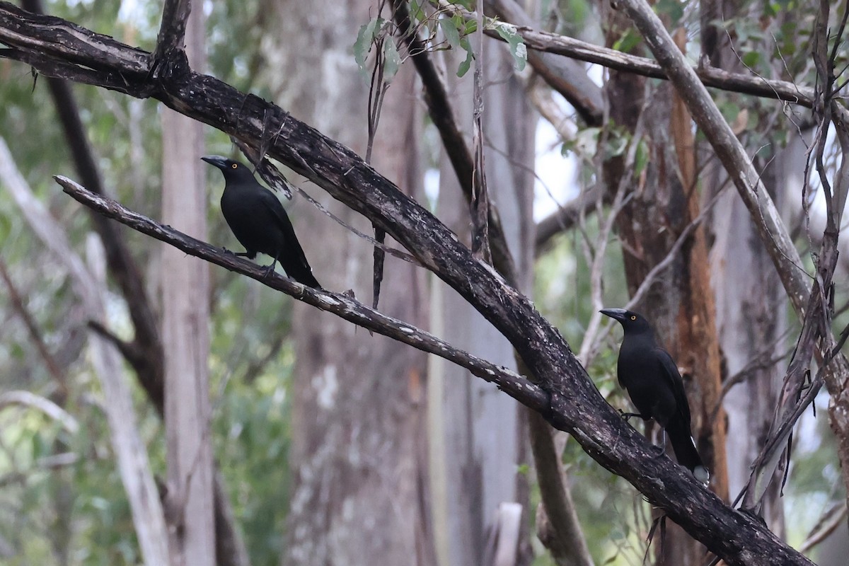 Black Currawong - ML637761203