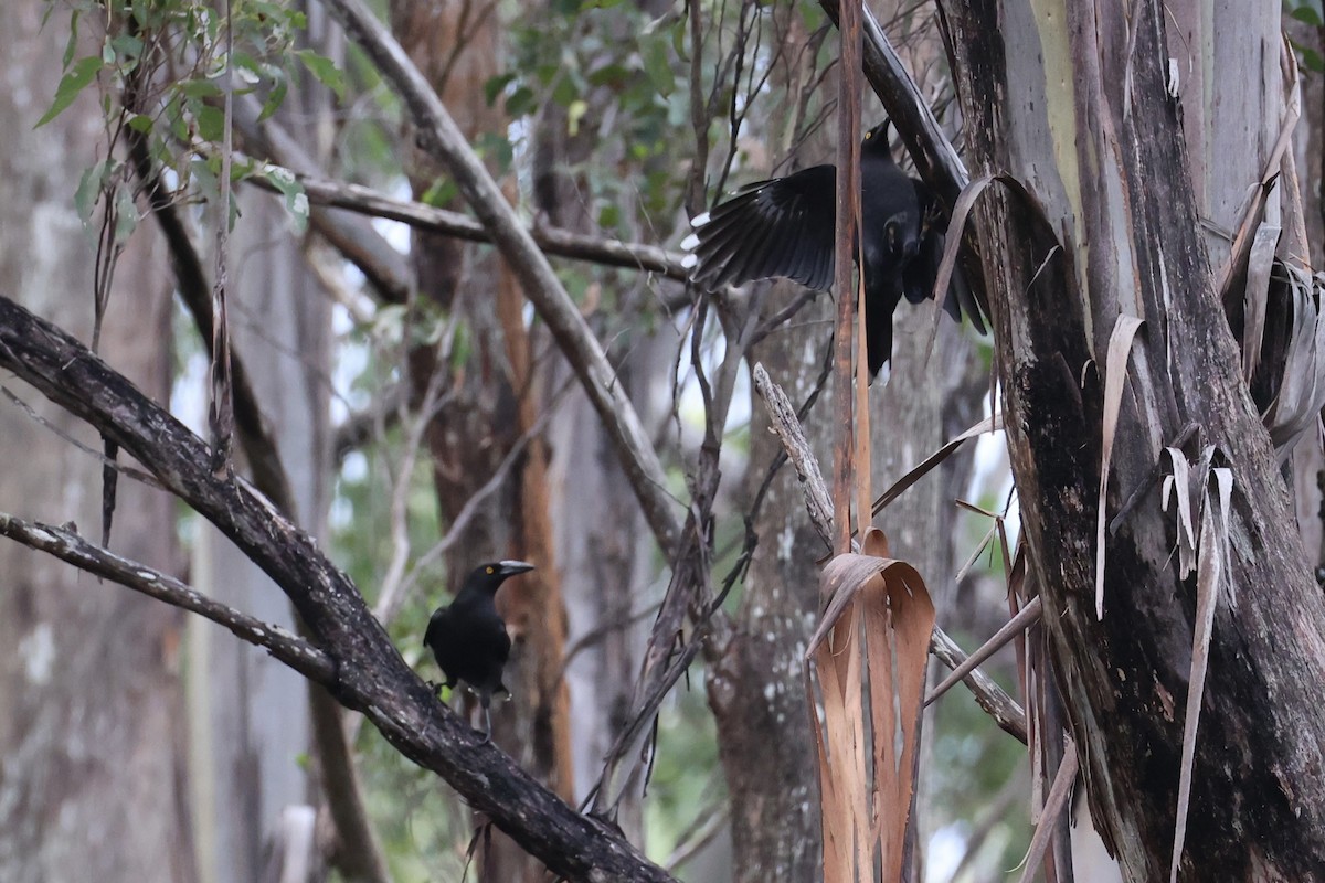 Black Currawong - ML637761204