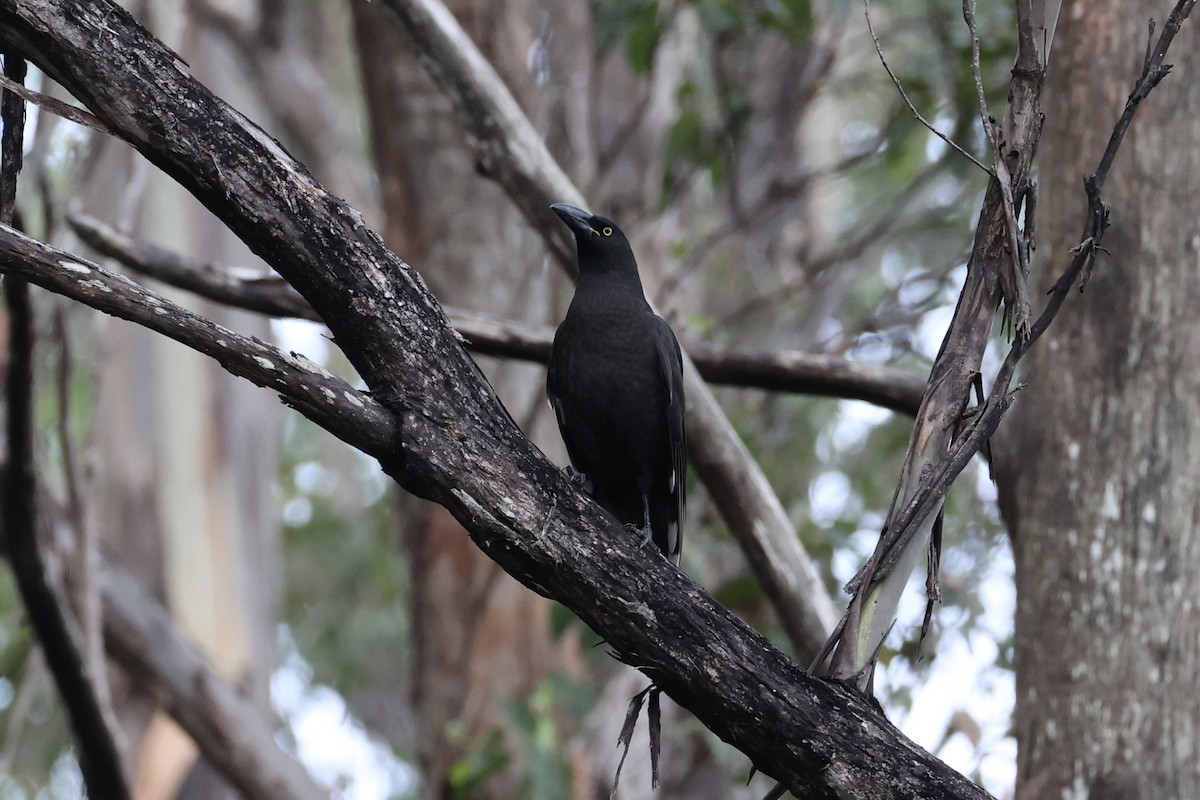 Black Currawong - ML637761205