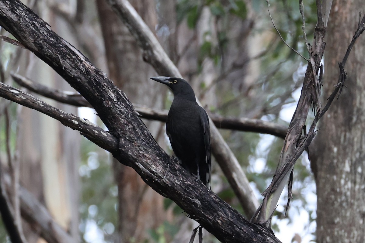 Black Currawong - ML637761206