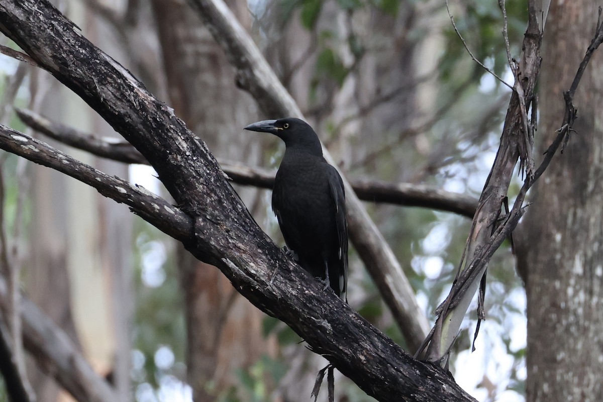 Black Currawong - ML637761207