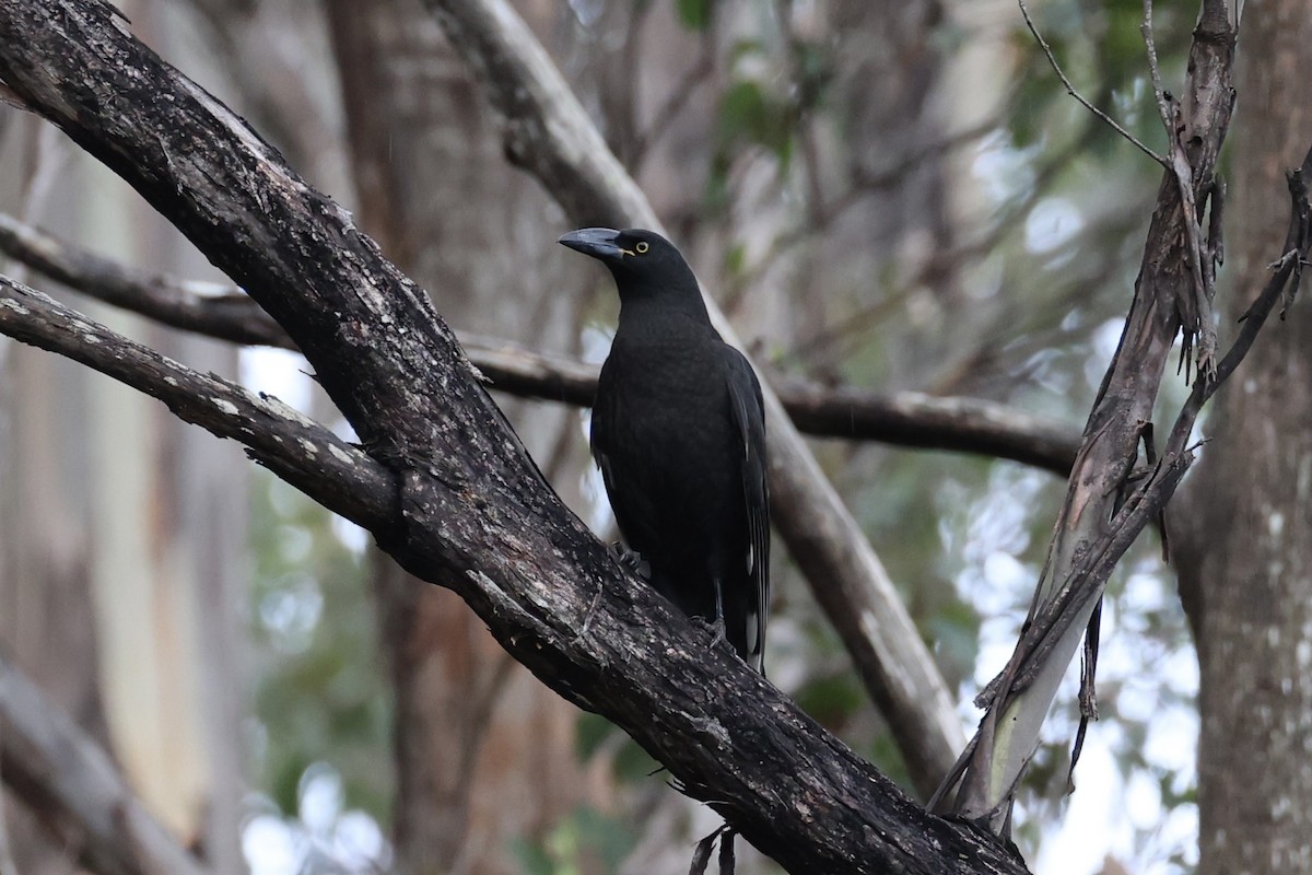 Black Currawong - ML637761208