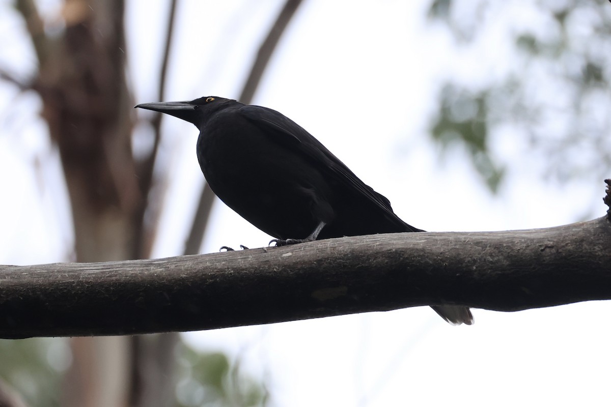 Black Currawong - ML637761209