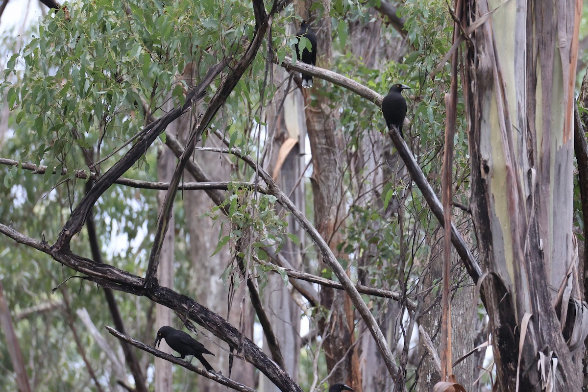 Black Currawong - ML637761210