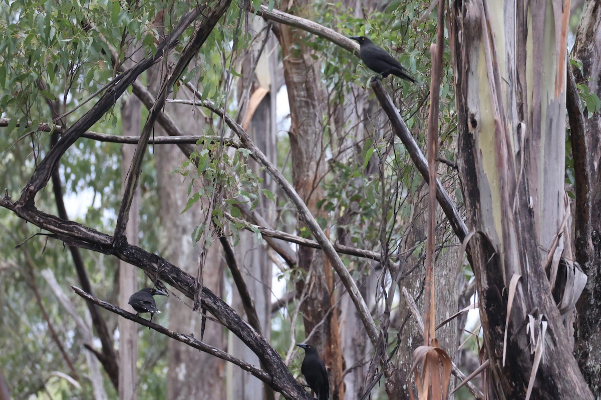 Black Currawong - ML637761211