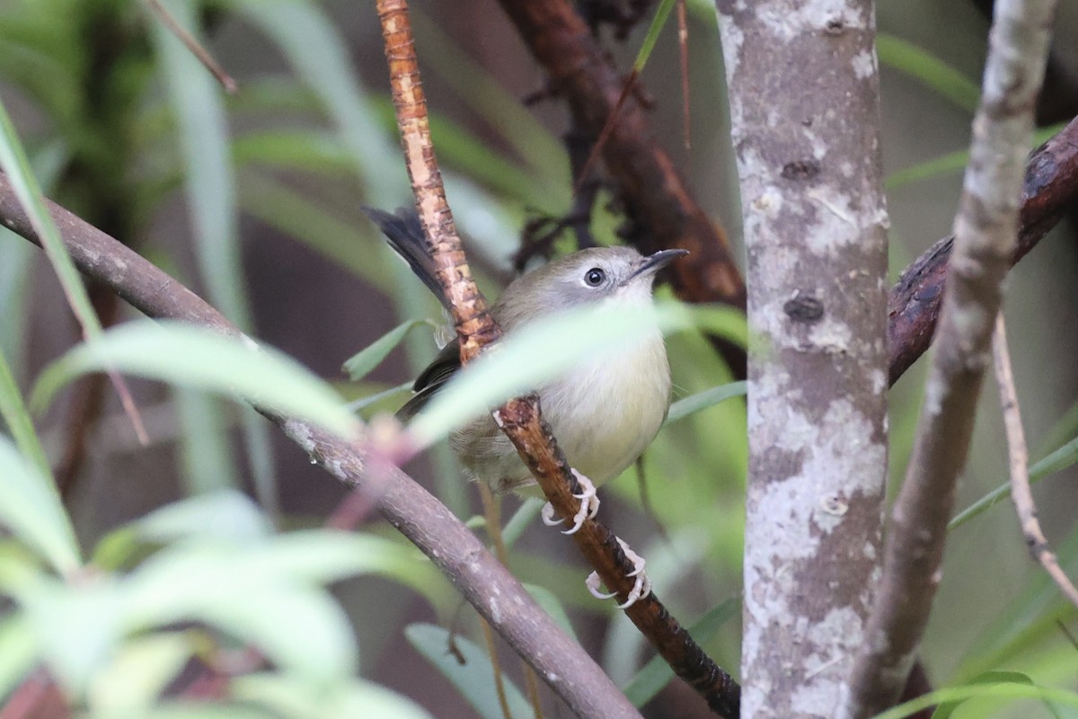 Scrubtit - ML637761228