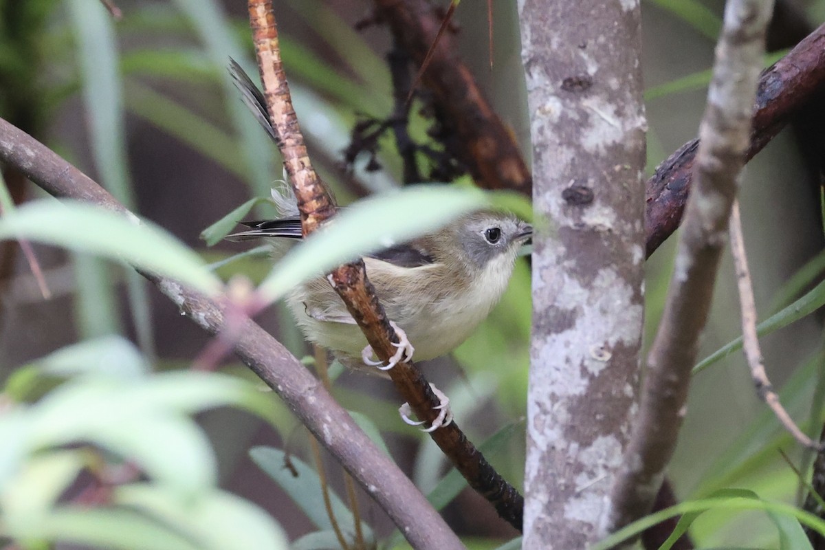 Scrubtit - ML637761229