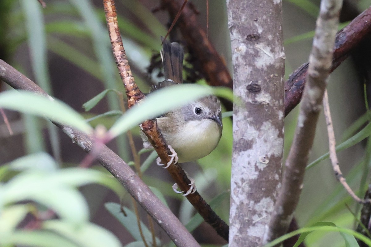 Scrubtit - ML637761230