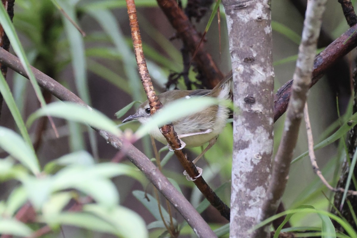Scrubtit - ML637761231
