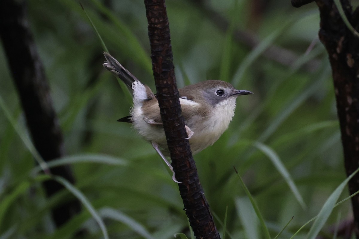 Scrubtit - ML637761232
