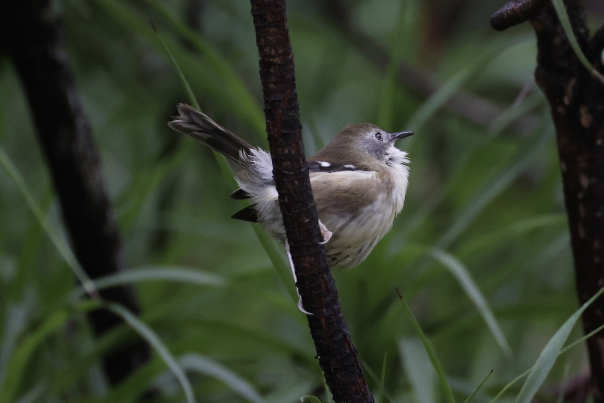 Scrubtit - ML637761233