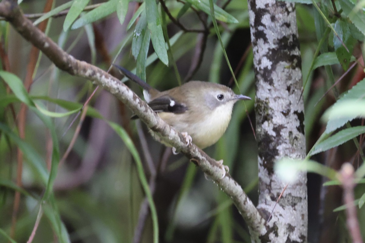 Scrubtit - ML637761234