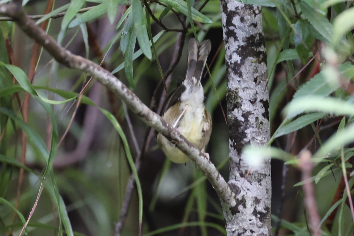 Scrubtit - ML637761235