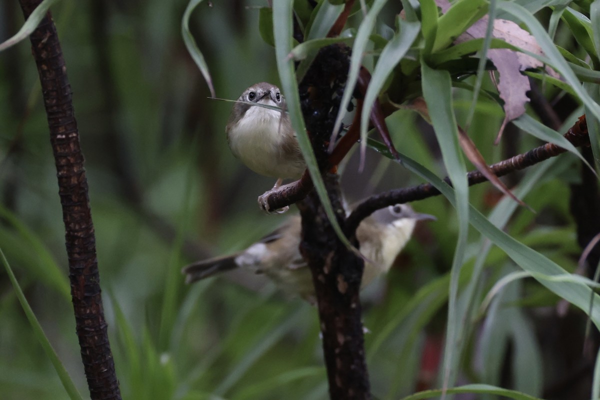 Scrubtit - ML637761236