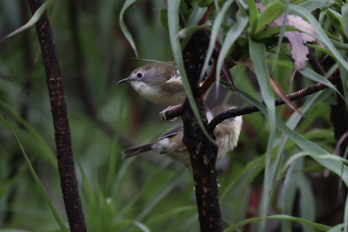Scrubtit - ML637761237