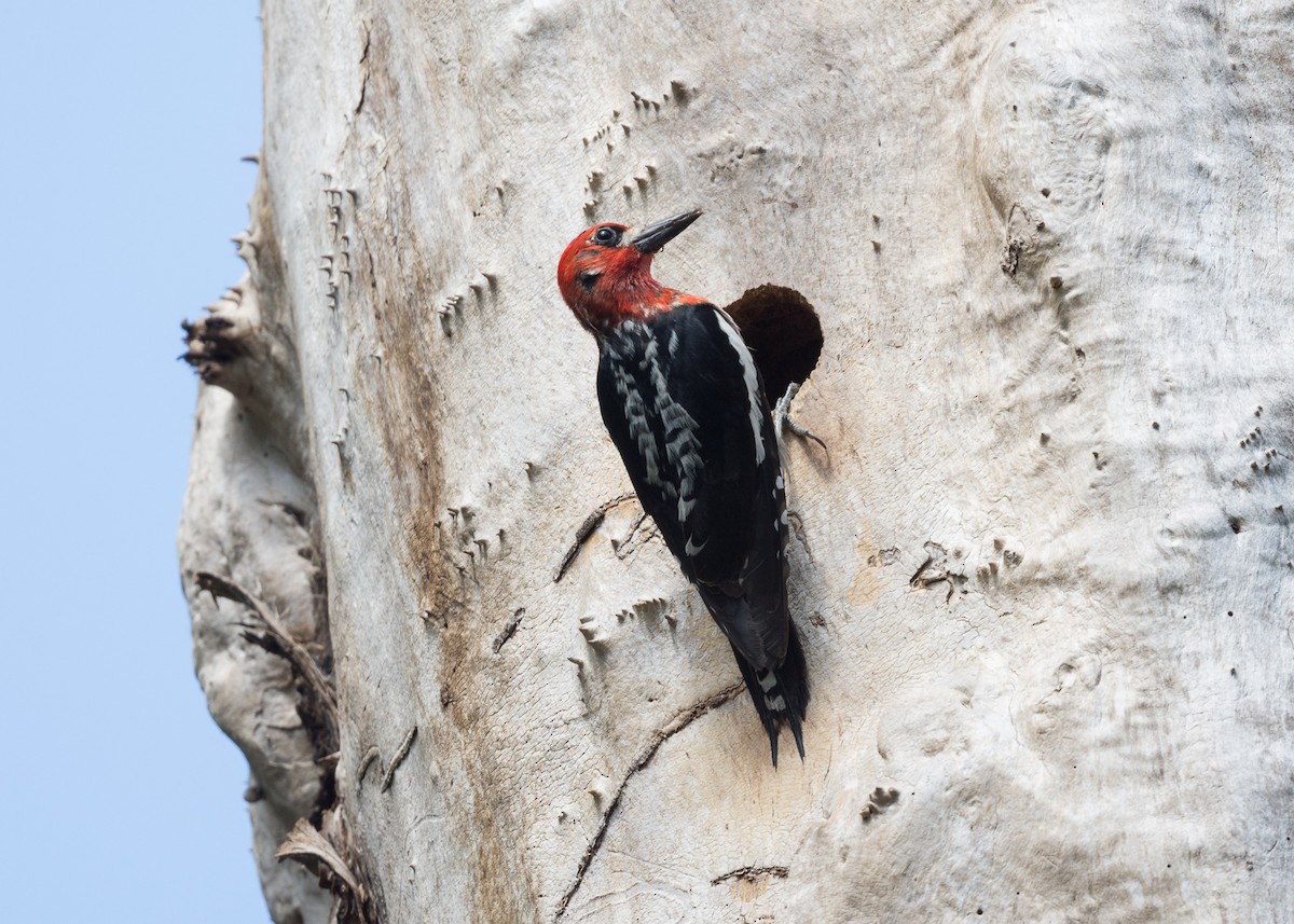 Red-breasted Sapsucker - ML637761243