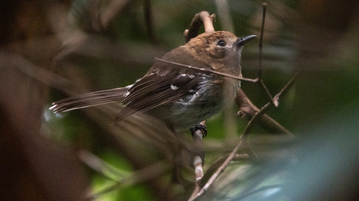 Oahu Elepaio - ML637761289