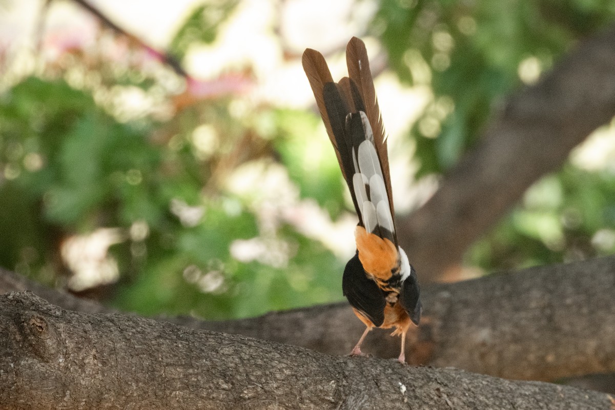 White-rumped Shama - ML637761312