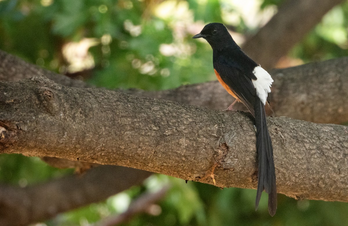 White-rumped Shama - ML637761315