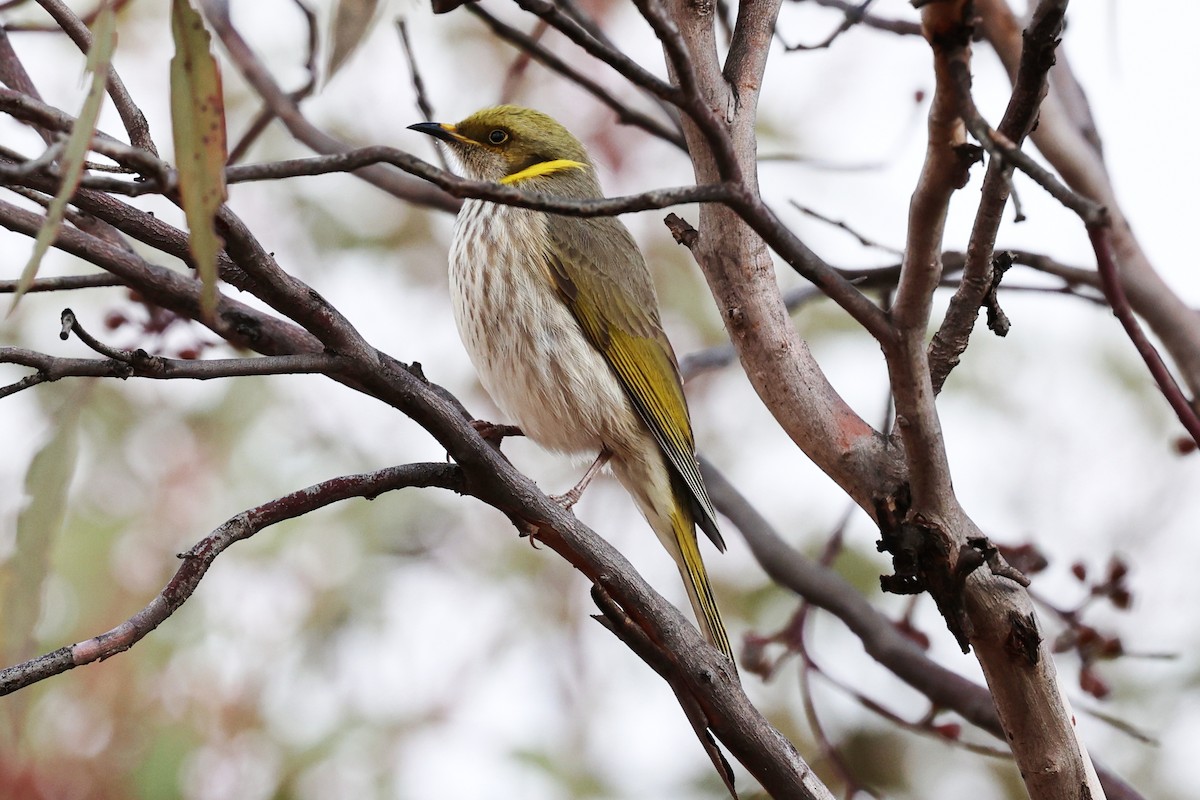 Yellow-plumed Honeyeater - ML637761322