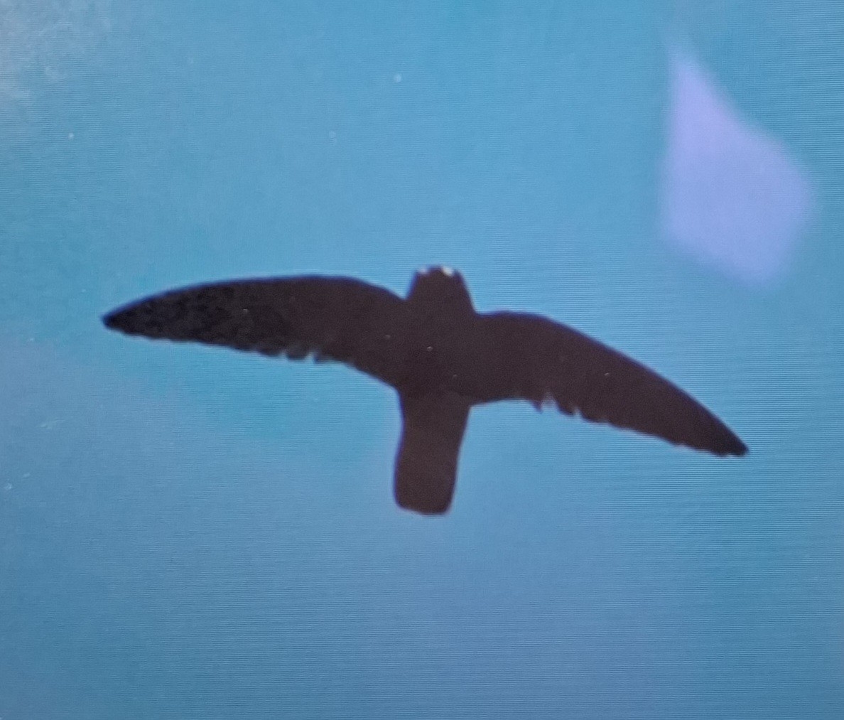 Spot-fronted Swift - ML637761328