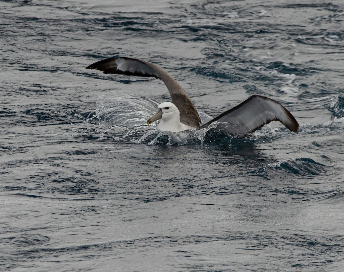 White-capped Albatross - ML637761376