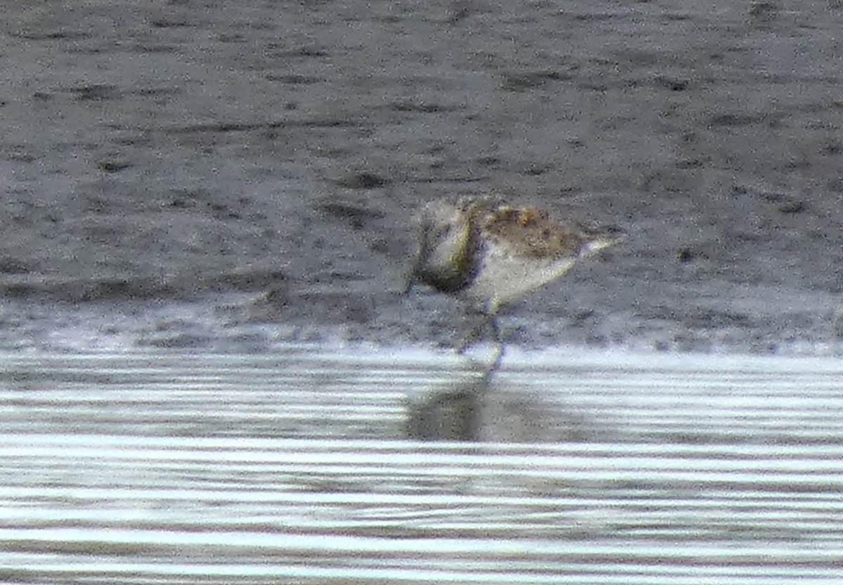 Great Knot - ML637761390
