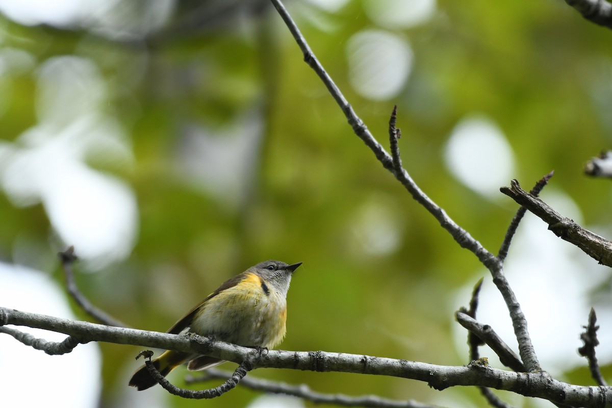 American Redstart - ML637761451