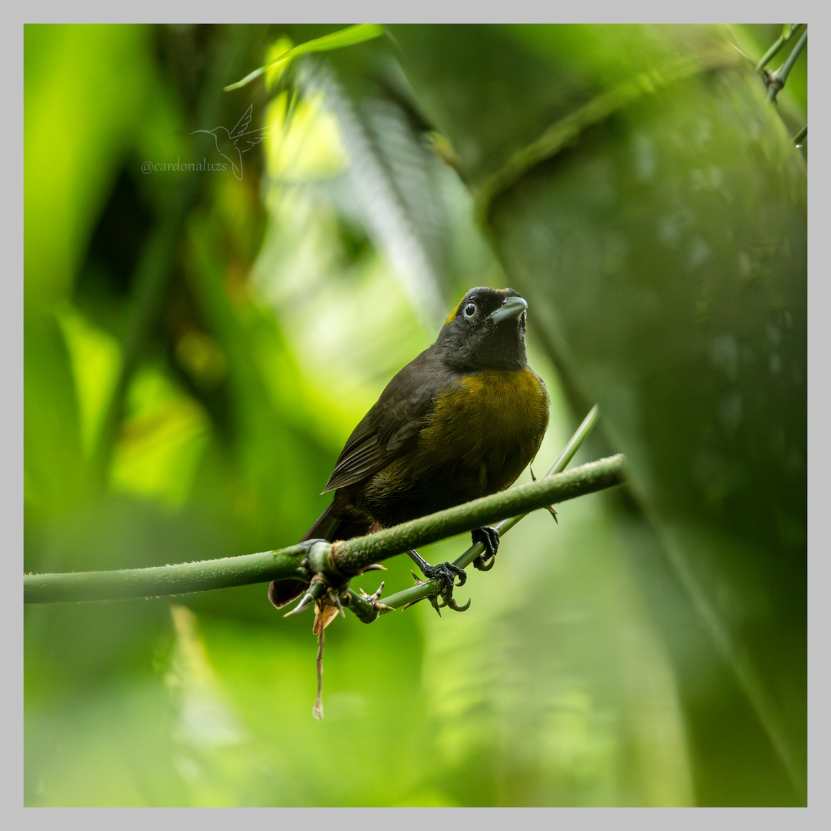 Dusky-faced Tanager - ML637761458
